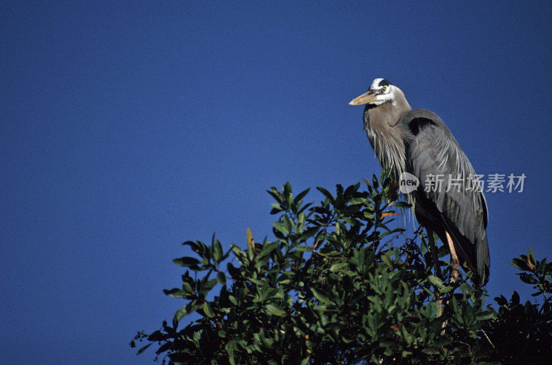 Great Blue Heron